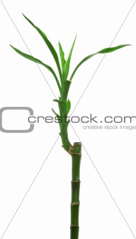 Lucky green bamboo isolated over white background