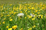 Grassland with dandelions and buttercups in summer