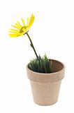 Yellow Daisy in Pot of Grass