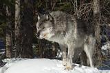 Gray Wolf - Canis lupus