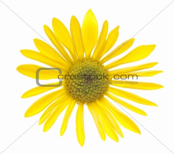 Single Yellow Daisy