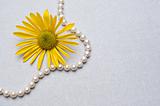 Pearl Necklace and Daisy Background