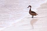 Bahama duck on sandy beach