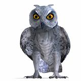 Scops Owl Bird
