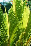 Beautiful green Cycas revoluta