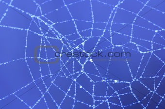 dewy cobweb