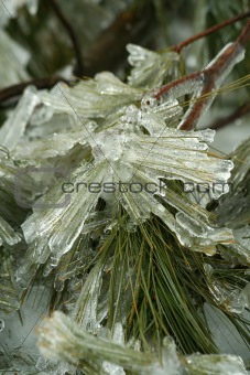 Ice coated tree branches