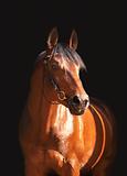 portrait of bay horse isolated