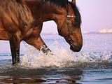 splashing  bay horse