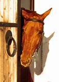 red horse near the door