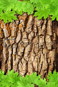 Bark and green maple leaves