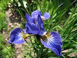 blue flower iris