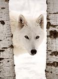Arctic Wolf seen between two trees in winter