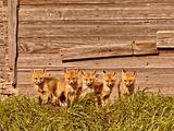 Five fox kits by old Saskatchewan granary