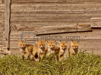 Five fox kits by old Saskatchewan granary