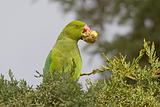Green Parrot Eating a Cypress Cone