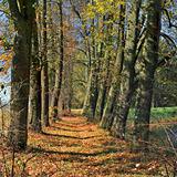 Old  linden alley in autumn.