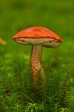Aspen mushroom