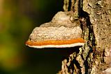 timber fungus