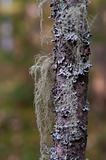 grey lichen