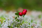 cow-berry in lichen
