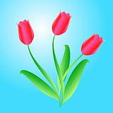 Vector bouquet from three beautiful tulips