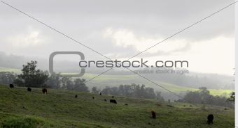 The cows grazed on a slope.
