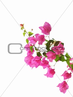 Mediterranean flowers isolated