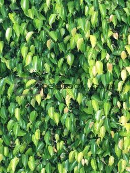 textures of ficus leaves close-up