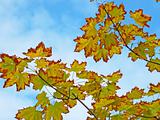 Autumn maple leaves against the sky 