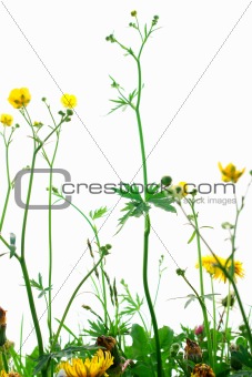 Isolated Springflowers