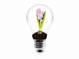 Lightbulb with plant