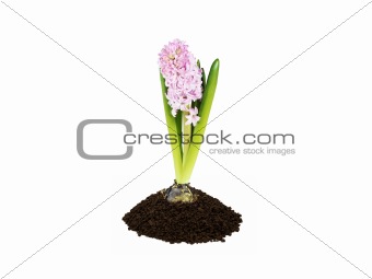 bulb plant in soil