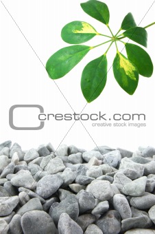 stones and leaf