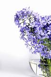 Delicate blue flowers 