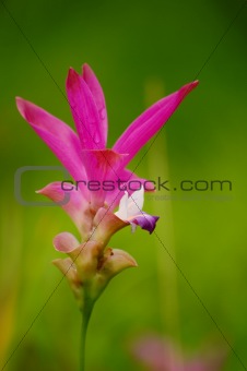 Siam Tulip Flower in Thailand