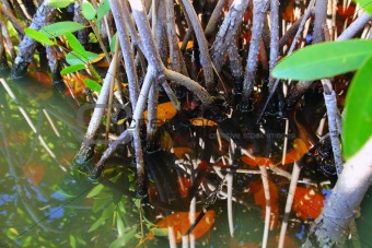 mangrove swamp tropical water detail 