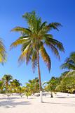 coconut palm trees white sand tropical paradise