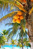 coconut palm trees Caribbean tropical beach