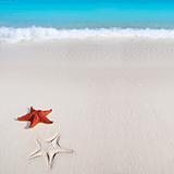 caribbean starfish tropical sand turquoise beach