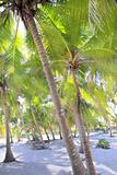 coconut palm trees white sand tropical paradise