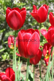 Spring red tulips in garden