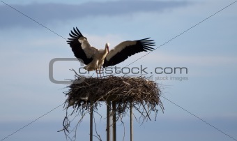Stork Landing