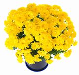 yellow  chrysanthemum in flowerpot