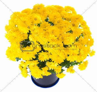 yellow  chrysanthemum in flowerpot
