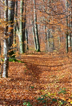autumn mountain forest 