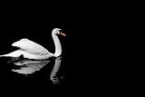 Black & White Swan