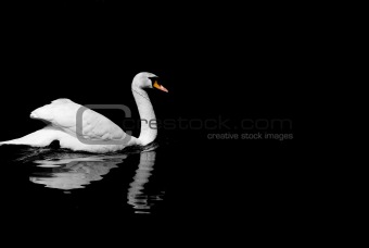 Black & White Swan