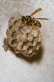 wasp on her nest
