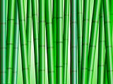 Bamboo Forest Background 2